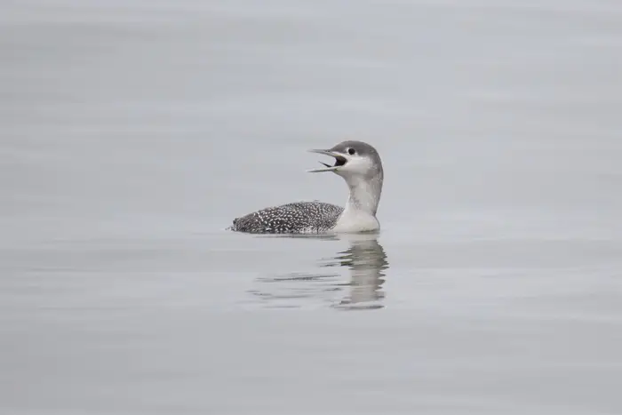 A red-throated Loon in Breezy Point